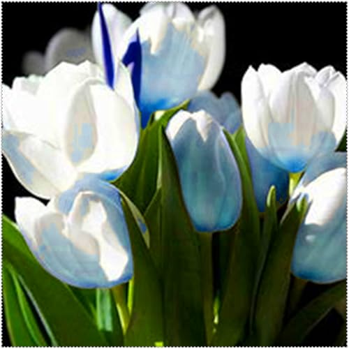 Duftende Tulpen – mehrjährig, selten, schön, winterhart, farbenfroh und ideal für Gärten und als Dekoration für das Zuhause.-3 rhizome-G von JFFNMFM