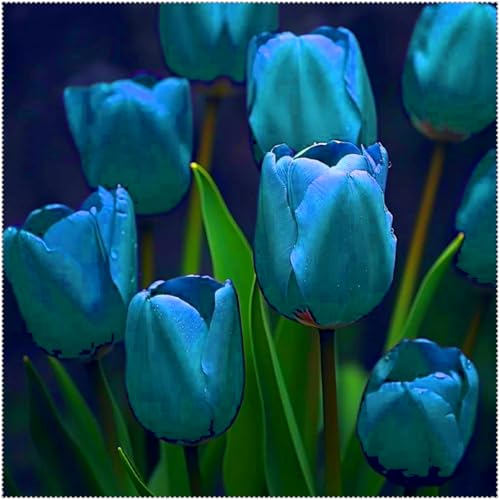 Duftende Tulpen – mehrjährig, selten, schön, winterhart, farbenfroh und ideal für Gärten und als Dekoration für das Zuhause.-5 rhizome-C von JFFNMFM