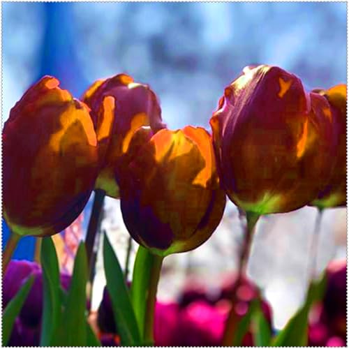 Duftende Tulpen – mehrjährig, selten, schön, winterhart, farbenfroh und ideal für Gärten und als Dekoration für das Zuhause.-8 rhizome-I von JFFNMFM