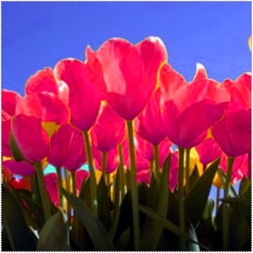 Duftende Tulpen – mehrjährig, selten, schön, winterhart, farbenfroh und ideal für Gärten und als Dekoration für das Zuhause.-8 rhizome-J von JFFNMFM