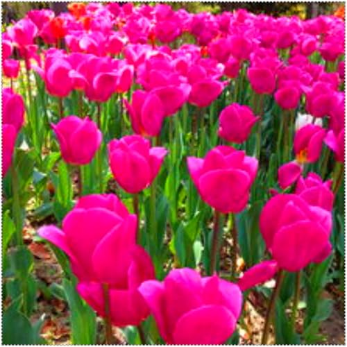 Duftende Tulpen – mehrjährig, selten und schön, winterharte große Zwiebeln mit leuchtenden Farben, ideal als dekorative Blumen in Gärten und Häusern.-3 zwiebeln-F von JFFNMFM