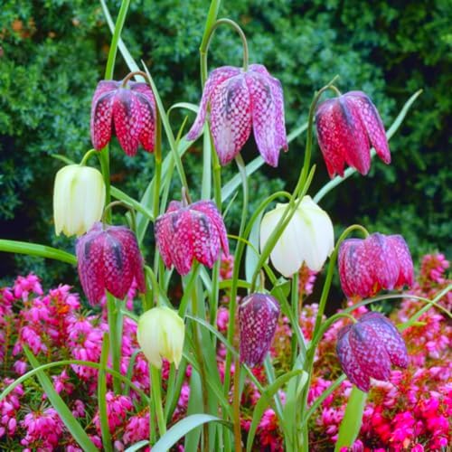 Fritillaria-Knollen - kälteresistente Staude - lange Blütezeit, leicht zu züchten, geeignet zur Gartendekoration, geeignet für Topfpflanzen-4 Zwiebeln-J Fritillaria-Knollen - kälteresistente Staude - lange Blütezeit, leicht zu züchten, geeignet zur Gartendekoration, geeignet für Topfpflanzen-4 Zwiebeln-J von JFFNMFM