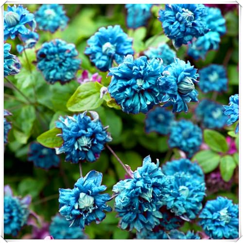 Hochwertige winterharte mehrjährige Clematis – elegante Blüten – pflegeleicht – für Garten und Zimmer geeignet-6 rhizome-B von JFFNMFM