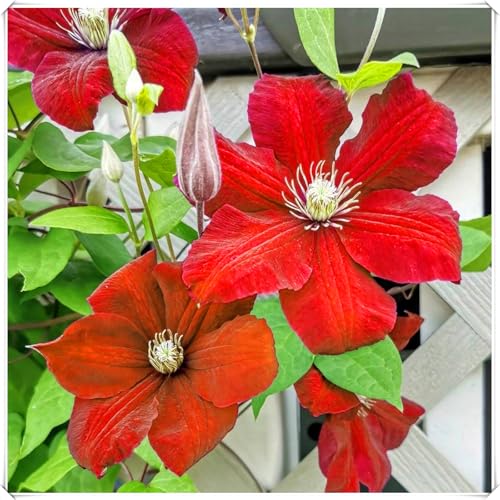 Hochwertige winterharte mehrjährige Clematis – elegante Blüten – pflegeleicht – für Garten und Zimmer geeignet-6 rhizome-C Hochwertige winterharte mehrjährige Clematis – elegante Blüten – pflegeleicht – für Garten und Zimmer geeignet-6 rhizome-C von JFFNMFM