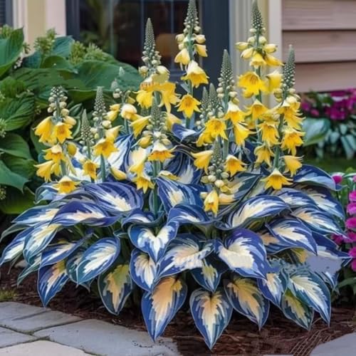 Hosta-Pflanzen (Funkien) - Schattenliebende Stauden mit elegantem Laub - Winterharte & pflegeleichte Gartenpflanzen für Beete & Kübel - Mehrjährig-10 zwiebeln-E von JFFNMFM