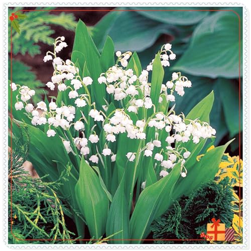 Maiglöckchen, eine seltene Sorte mit verschiedenen Farben. Winterharte Zwiebelblumen, Stauden, Zimmer- und Gartendekoration, Topfpflanzen-10 zwiebeln-b Maiglöckchen, eine seltene Sorte mit verschiedenen Farben. Winterharte Zwiebelblumen, Stauden, Zimmer- und Gartendekoration, Topfpflanzen-10 zwiebeln-b von JFFNMFM