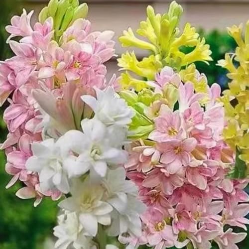 Mehrjährige Tuberose-Zwiebeln – duftende Blüten – pflegeleicht, starker Duft – geeignet für Blumentöpfe und als Gartendekoration-6 zwiebeln Mehrjährige Tuberose-Zwiebeln – duftende Blüten – pflegeleicht, starker Duft – geeignet für Blumentöpfe und als Gartendekoration-6 zwiebeln von JFFNMFM