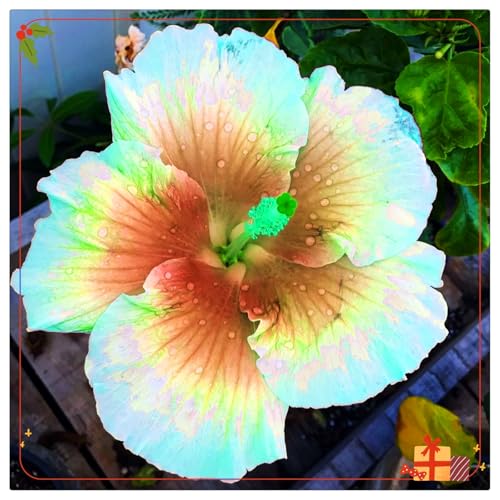 Mehrjähriger Hibiskus – winterharte, farbenfrohe Blume – pflegeleicht, ideal für Gärten und Blumentöpfe-5 zwiebeln-D Mehrjähriger Hibiskus – winterharte, farbenfrohe Blume – pflegeleicht, ideal für Gärten und Blumentöpfe-5 zwiebeln-D von JFFNMFM