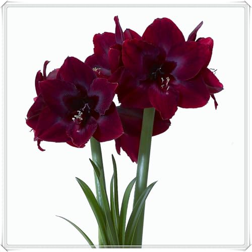 Premium Amaryllis-Zwiebeln - Winterharte - Einfach zu pflanzen - Perfekt für Innenräume und Geschenke - Atemberaubende Blütenpracht-2 Zwiebeln-A Premium Amaryllis-Zwiebeln - Winterharte - Einfach zu pflanzen - Perfekt für Innenräume und Geschenke - Atemberaubende Blütenpracht-2 Zwiebeln-A von JFFNMFM