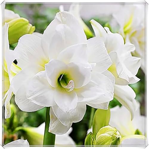Premium Amaryllis-Zwiebeln - Winterharte - Einfach zu pflanzen - Perfekt für Innenräume und Geschenke - Atemberaubende Blütenpracht-5 Zwiebeln-B Premium Amaryllis-Zwiebeln - Winterharte - Einfach zu pflanzen - Perfekt für Innenräume und Geschenke - Atemberaubende Blütenpracht-5 Zwiebeln-B von JFFNMFM