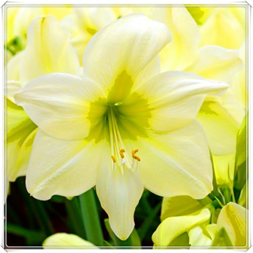 Premium Amaryllis-Zwiebeln - Winterharte - Einfach zu pflanzen - Perfekt für Innenräume und Geschenke - Atemberaubende Blütenpracht-5 Zwiebeln-E Premium Amaryllis-Zwiebeln - Winterharte - Einfach zu pflanzen - Perfekt für Innenräume und Geschenke - Atemberaubende Blütenpracht-5 Zwiebeln-E von JFFNMFM