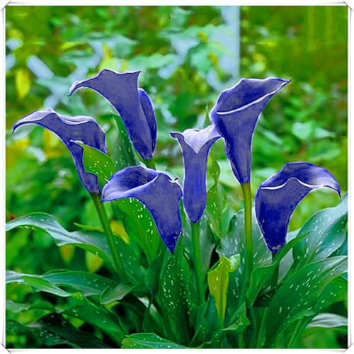 Premium Calla-Lilien-Zwiebeln - Elegante Blütenpracht - Einfach zu pflanzen - Perfekt für Beete und Kübel - Winterhart und langlebig-10 zwiebeln-F Premium Calla-Lilien-Zwiebeln - Elegante Blütenpracht - Einfach zu pflanzen - Perfekt für Beete und Kübel - Winterhart und langlebig-10 zwiebeln-F von JFFNMFM