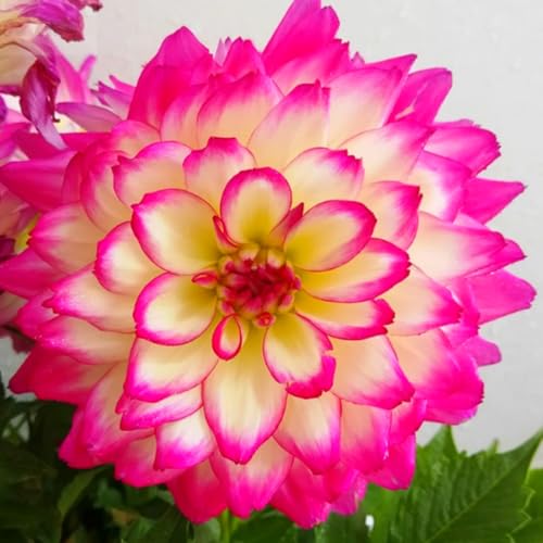 Premium Dahlienknollen - Hohe Keimrate - Einfach anzubauen, Garten/Balkon-8 zwiebeln-F Premium Dahlienknollen - Hohe Keimrate - Einfach anzubauen, Garten/Balkon-8 zwiebeln-F von JFFNMFM