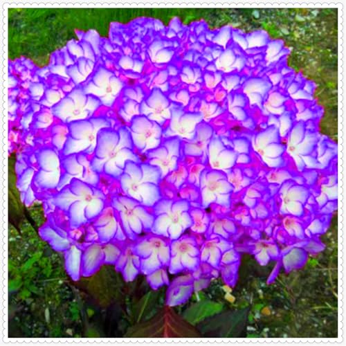 Schön Hortensien Zwiebeln - winterharte mehrjährige Blumenpflanze - farbenfrohe Blume für Beete und Töpfe - dekorative Zierblume-1 zwiebel-G von JFFNMFM
