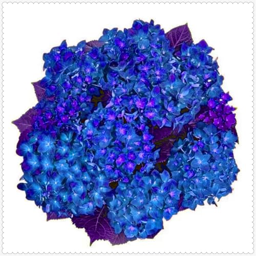 Schön Hortensien Zwiebeln - winterharte mehrjährige Blumenpflanze - farbenfrohe Blume für Beete und Töpfe - dekorative Zierblume-3 zwiebeln-F von JFFNMFM