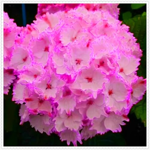 Schön Hortensien Zwiebeln - winterharte mehrjährige Blumenpflanze - farbenfrohe Blume für Beete und Töpfe - dekorative Zierblume-3 zwiebeln-H von JFFNMFM
