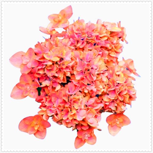 Schön Hortensien Zwiebeln - winterharte mehrjährige Blumenpflanze - farbenfrohe Blume für Beete und Töpfe - dekorative Zierblume-4 zwiebeln-B von JFFNMFM