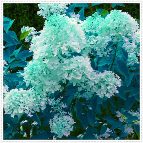 Schön Hortensien Zwiebeln - winterharte mehrjährige Blumenpflanze - farbenfrohe Blume für Beete und Töpfe - dekorative Zierblume-4 zwiebeln-E von JFFNMFM