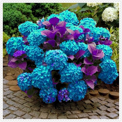 Schön Hortensien Zwiebeln - winterharte mehrjährige Blumenpflanze - farbenfrohe Blume für Beete und Töpfe - dekorative Zierblume-5 zwiebeln-C von JFFNMFM