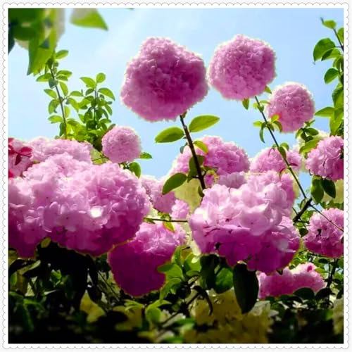 Schön Hortensien Zwiebeln - winterharte mehrjährige Blumenpflanze - farbenfrohe Blume für Beete und Töpfe - dekorative Zierblume-5 zwiebeln-D von JFFNMFM