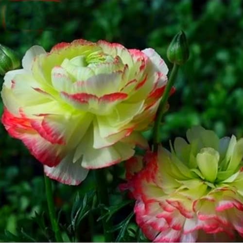 Schön Ranunkeln Zwiebeln - winterharte Staude - leuchtende Blumen für Beete, Töpfe und Vasen - pflegeleicht-10 zwiebeln-I von JFFNMFM