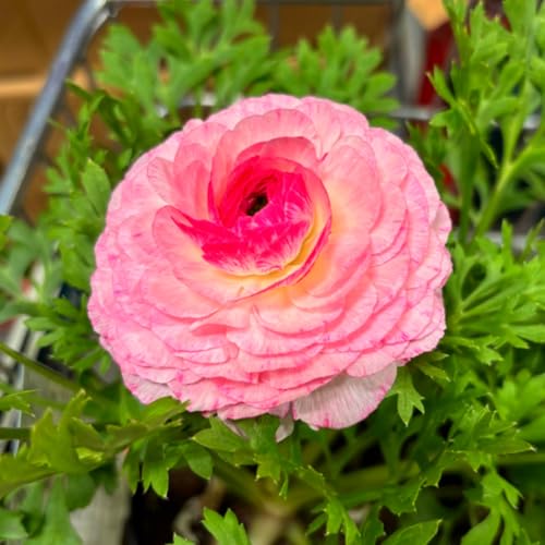 Schön Ranunkeln Zwiebeln - winterharte Staude - leuchtende Blumen für Beete, Töpfe und Vasen - pflegeleicht-20 zwiebeln-H von JFFNMFM