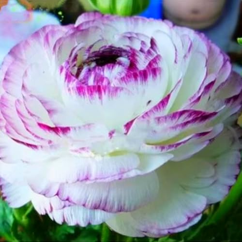 Schön Ranunkeln Zwiebeln - winterharte Staude - leuchtende Blumen für Beete, Töpfe und Vasen - pflegeleicht-25 zwiebeln-B von JFFNMFM