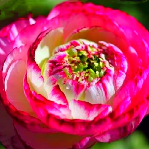Schön Ranunkeln Zwiebeln - winterharte Staude - leuchtende Blumen für Beete, Töpfe und Vasen - pflegeleicht-25 zwiebeln-D Schön Ranunkeln Zwiebeln - winterharte Staude - leuchtende Blumen für Beete, Töpfe und Vasen - pflegeleicht-25 zwiebeln-D von JFFNMFM
