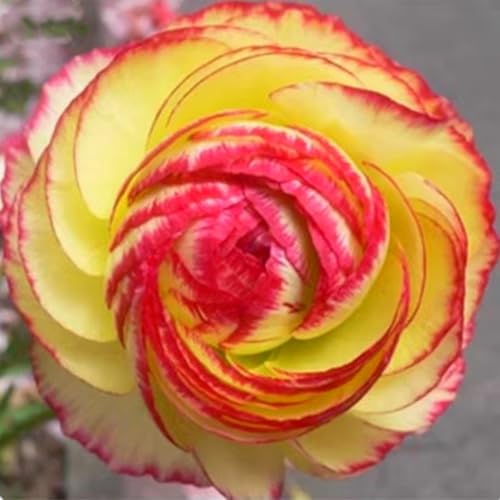 Schön Ranunkeln Zwiebeln - winterharte Staude - leuchtende Blumen für Beete, Töpfe und Vasen - pflegeleicht-5 zwiebeln-J von JFFNMFM