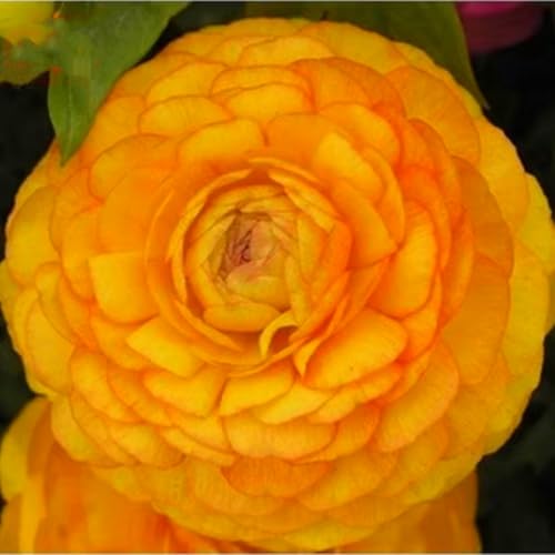 Schöne und farbenfrohe Ranunkeln – winterharte Staude – leuchtend und dekorativ für den Garten und Innentöpfe – pflegeleicht-10 rhizome-A Schöne und farbenfrohe Ranunkeln – winterharte Staude – leuchtend und dekorativ für den Garten und Innentöpfe – pflegeleicht-10 rhizome-A von JFFNMFM