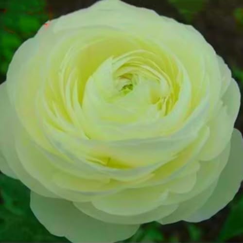 Schöne und farbenfrohe Ranunkeln – winterharte Staude – leuchtend und dekorativ für den Garten und Innentöpfe – pflegeleicht-10 rhizome-C von JFFNMFM