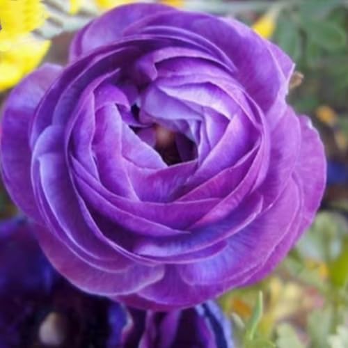 Schöne und farbenfrohe Ranunkeln – winterharte Staude – leuchtend und dekorativ für den Garten und Innentöpfe – pflegeleicht-5 rhizome-G von JFFNMFM