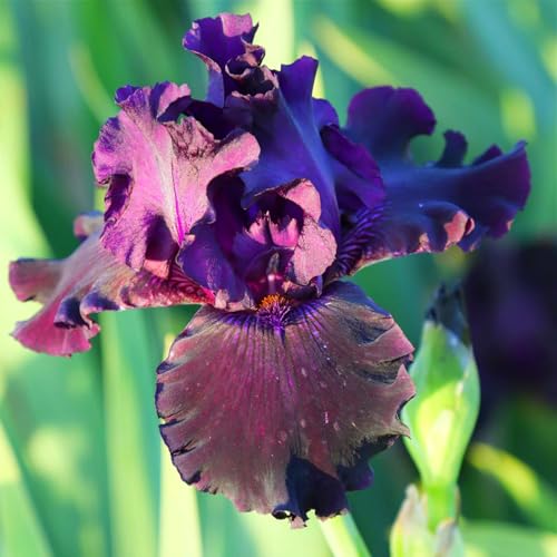 Schöne und farbenfrohe Schwertlilien, winterharte Schwertlilienzwiebeln, pflanzfertig – mehrjährige Blumen, perfekt für eine farbenfrohe Gartengestaltung-15 zwiebeln-f Schöne und farbenfrohe Schwertlilien, winterharte Schwertlilienzwiebeln, pflanzfertig – mehrjährige Blumen, perfekt für eine farbenfrohe Gartengestaltung-15 zwiebeln-f von JFFNMFM