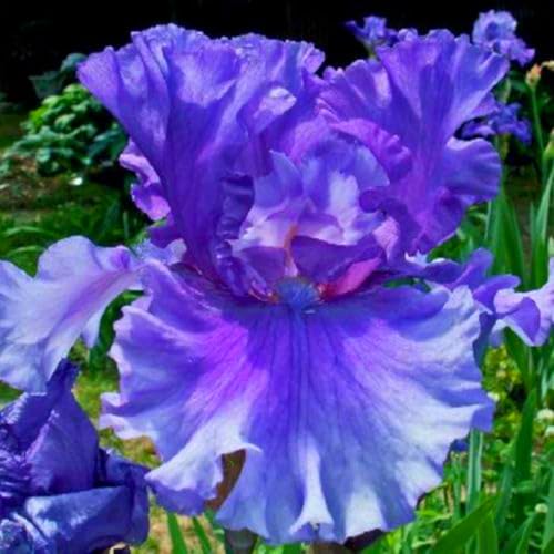 Schöne und farbenfrohe Schwertlilien, winterharte Schwertlilienzwiebeln, pflanzfertig – mehrjährige Blumen, perfekt für eine farbenfrohe Gartengestaltung-8 zwiebeln-d Schöne und farbenfrohe Schwertlilien, winterharte Schwertlilienzwiebeln, pflanzfertig – mehrjährige Blumen, perfekt für eine farbenfrohe Gartengestaltung-8 zwiebeln-d von JFFNMFM