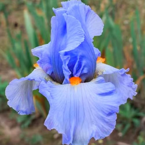 Schöne und farbenfrohe Schwertlilien, winterharte Schwertlilienzwiebeln, pflegeleicht, perfekt für eine farbenfrohe Gartengestaltung-6 rhizome-a Schöne und farbenfrohe Schwertlilien, winterharte Schwertlilienzwiebeln, pflegeleicht, perfekt für eine farbenfrohe Gartengestaltung-6 rhizome-a von JFFNMFM