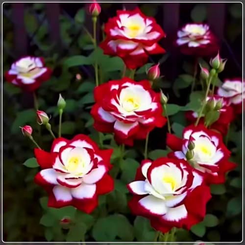 Seltene und leuchtende Rosen, Premium-Sorten - mehrjährige winterharte Rosenzwiebeln für die Innen- und Gartendekoration-1 zwiebel-B Seltene und leuchtende Rosen, Premium-Sorten - mehrjährige winterharte Rosenzwiebeln für die Innen- und Gartendekoration-1 zwiebel-B von JFFNMFM
