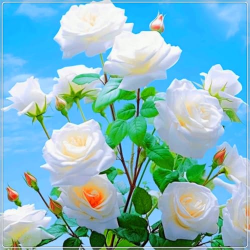 Seltene und leuchtende Rosen, Premium-Sorten - mehrjährige winterharte Rosenzwiebeln für die Innen- und Gartendekoration-1 zwiebel-C Seltene und leuchtende Rosen, Premium-Sorten - mehrjährige winterharte Rosenzwiebeln für die Innen- und Gartendekoration-1 zwiebel-C von JFFNMFM