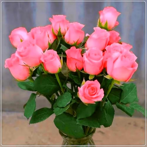 Seltene und leuchtende Rosen, Premium-Sorten - mehrjährige winterharte Rosenzwiebeln für die Innen- und Gartendekoration-1 zwiebel-I Seltene und leuchtende Rosen, Premium-Sorten - mehrjährige winterharte Rosenzwiebeln für die Innen- und Gartendekoration-1 zwiebel-I von JFFNMFM