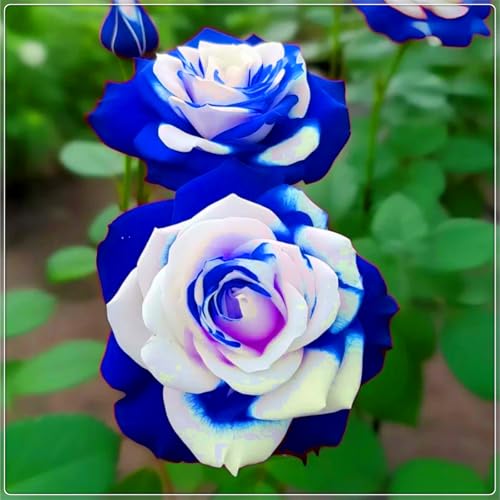 Seltene und leuchtende Rosen, Premium-Sorten - mehrjährige winterharte Rosenzwiebeln für die Innen- und Gartendekoration-3 zwiebel-D Seltene und leuchtende Rosen, Premium-Sorten - mehrjährige winterharte Rosenzwiebeln für die Innen- und Gartendekoration-3 zwiebel-D von JFFNMFM