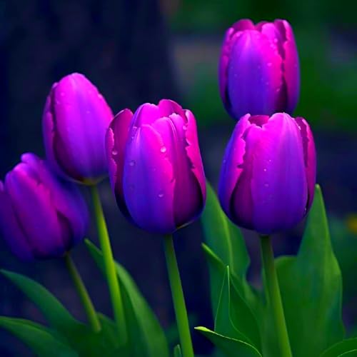 Seltene und schöne Tulpen, mehrjährige, winterharte Blumenzwiebeln, dekorative Blumen für den Garten, leuchtend gefärbt und einfach zu züchten-3 zwiebeln-D Seltene und schöne Tulpen, mehrjährige, winterharte Blumenzwiebeln, dekorative Blumen für den Garten, leuchtend gefärbt und einfach zu züchten-3 zwiebeln-D von JFFNMFM
