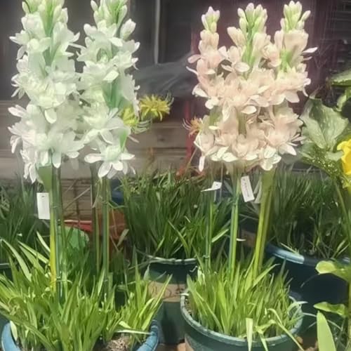Tuberose Blumenzwiebeln - winterharte, stark duftende Mehrjahrespflanzen für Garten und Vase -10 zwiebeln-J Tuberose Blumenzwiebeln - winterharte, stark duftende Mehrjahrespflanzen für Garten und Vase -10 zwiebeln-J von JFFNMFM