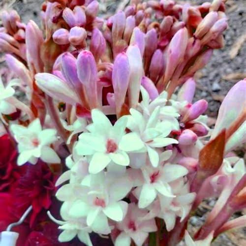 Tuberose Blumenzwiebeln - winterharte, stark duftende Mehrjahrespflanzen für Garten und Vase -15 zwiebeln-C Tuberose Blumenzwiebeln - winterharte, stark duftende Mehrjahrespflanzen für Garten und Vase -15 zwiebeln-C von JFFNMFM
