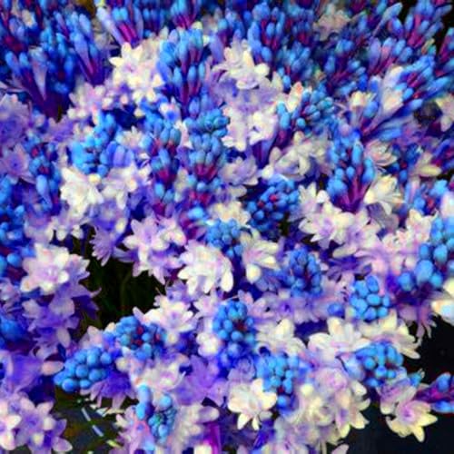 Tuberose Blumenzwiebeln - winterharte, stark duftende Mehrjahrespflanzen für Garten und Vase -15 zwiebeln-G Tuberose Blumenzwiebeln - winterharte, stark duftende Mehrjahrespflanzen für Garten und Vase -15 zwiebeln-G von JFFNMFM