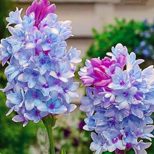 Tuberose Blumenzwiebeln - winterharte, stark duftende Mehrjahrespflanzen für Garten und Vase -4 zwiebeln-B Tuberose Blumenzwiebeln - winterharte, stark duftende Mehrjahrespflanzen für Garten und Vase -4 zwiebeln-B von JFFNMFM
