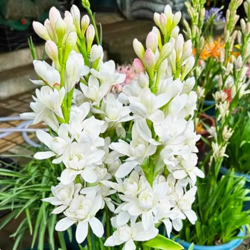 Tuberose Blumenzwiebeln - winterharte, stark duftende Mehrjahrespflanzen für Garten und Vase -6 zwiebeln-A Tuberose Blumenzwiebeln - winterharte, stark duftende Mehrjahrespflanzen für Garten und Vase -6 zwiebeln-A von JFFNMFM