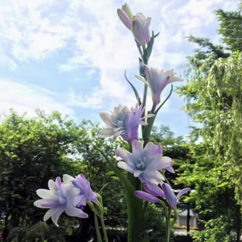 Tuberose Blumenzwiebeln - winterharte, stark duftende Mehrjahrespflanzen für Garten und Vase -6 zwiebeln-D Tuberose Blumenzwiebeln - winterharte, stark duftende Mehrjahrespflanzen für Garten und Vase -6 zwiebeln-D von JFFNMFM