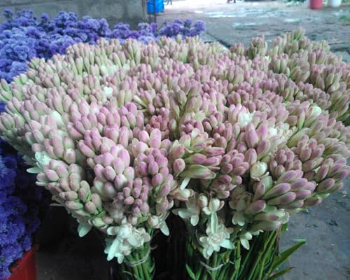 Tuberose Blumenzwiebeln - winterharte, stark duftende Mehrjahrespflanzen für Garten und Vase -6 zwiebeln-H Tuberose Blumenzwiebeln - winterharte, stark duftende Mehrjahrespflanzen für Garten und Vase -6 zwiebeln-H von JFFNMFM