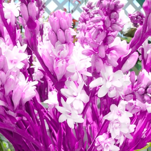 Tuberose Blumenzwiebeln - winterharte, stark duftende Mehrjahrespflanzen für Garten und Vase -6 zwiebeln-I Tuberose Blumenzwiebeln - winterharte, stark duftende Mehrjahrespflanzen für Garten und Vase -6 zwiebeln-I von JFFNMFM