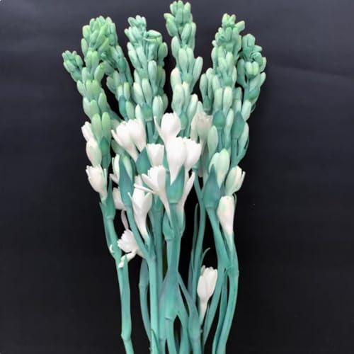 Tuberose Blumenzwiebeln - winterharte, stark duftende Mehrjahrespflanzen für Garten und Vase -8 zwiebeln-E Tuberose Blumenzwiebeln - winterharte, stark duftende Mehrjahrespflanzen für Garten und Vase -8 zwiebeln-E von JFFNMFM