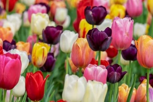 Tulpen - Gemischte seltene Farben, hochwertige winterharte mehrjährige Blumenzwiebeln, dekorative Gartenblumen, einfach zu züchten, jetzt pflanzen-6 zwiebel Tulpen - Gemischte seltene Farben, hochwertige winterharte mehrjährige Blumenzwiebeln, dekorative Gartenblumen, einfach zu züchten, jetzt pflanzen-6 zwiebel von JFFNMFM